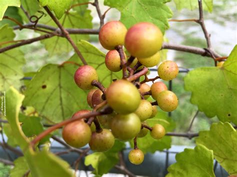 Muscadine Grape Harvest