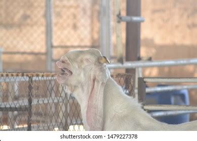 Portrait Goat Open Mouth Long Ear Stock Photo 1479227378 | Shutterstock