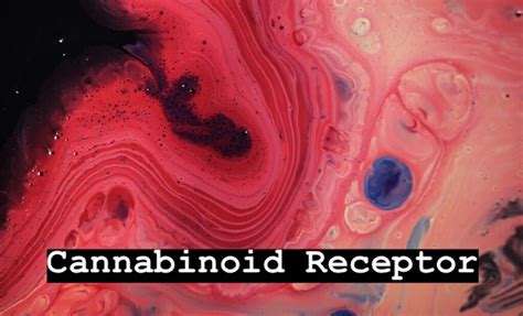 Cannabinoid Receptors - DabConnection