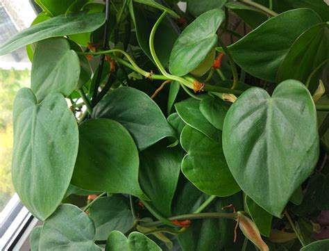 Heartleaf Philodendron Guide: How to Grow & Care for "Philodendron scandens"