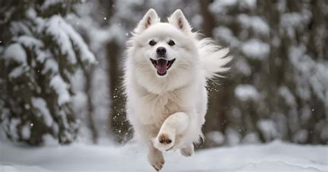 265+ Best American Eskimo Dog Names