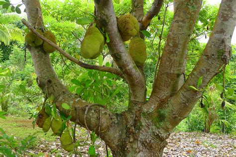 A jackfruit tree | Alain Gayot Photos Gallery