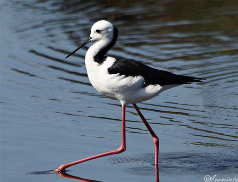 Bird of the Week: 17th of February - long legs, short legs | BIRDS in BACKYARDS