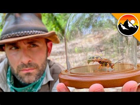 CICADA KILLER CAUGHT!... Return of the Sting? - YouTube