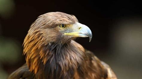 The Golden Eagle: Mexico's Majestic National Bird and Its Symbolism - yunglava