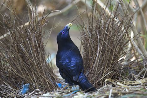 Satin bowerbird - Stock Image - C057/9898 - Science Photo Library