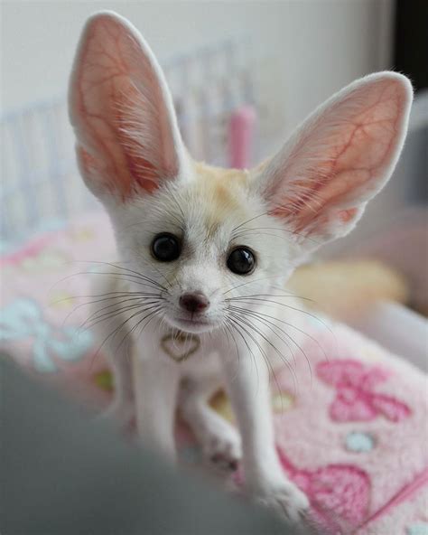 Fennec Fox Pet For Sale In India | Pets Animals US