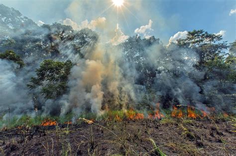 Why Our Forests Are Burning | Rainforest Alliance