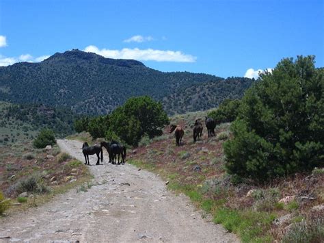 45 Days and 2600 Miles of Dirt in the Western US - ADVrider | Camping trips, Wild mustangs, Nevada