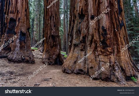 Giant Sequoias Sequoia National Park Stock Photo 2207662457 | Shutterstock