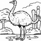 Emu Bird coloring Pages For Book 43335945 Vector Art At Vecteezy sketch template