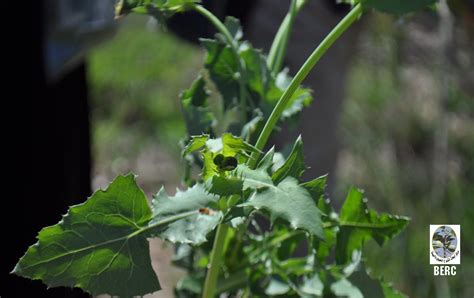 Sonchus oleraceus - medicinal and other uses