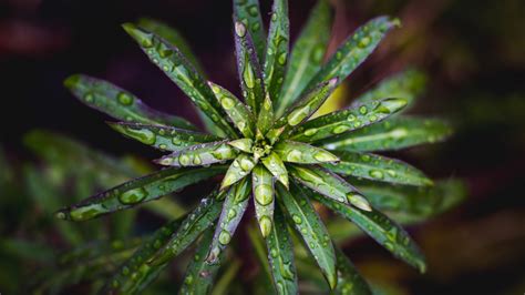 Fotos gratis : agua, Planta terrestre, hoja, verde, botánica, de cerca, Familia del pino, planta ...