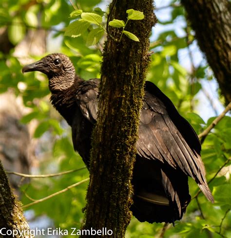 Appreciating the Black Vulture – Outdoor Devil