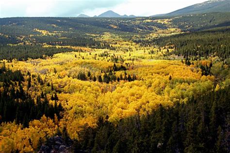 Pando: Il s'agit d'une colonie clonale de peupliers faux-trembles. Située dans l'Utah, à l'ouest ...