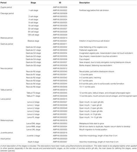 Frontiers | The Ontology of the Amphioxus Anatomy and Life Cycle (AMPHX)