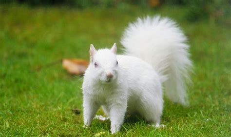 Albino animals: Rare WHITE squirrel spotted in London suburb | Nature ...