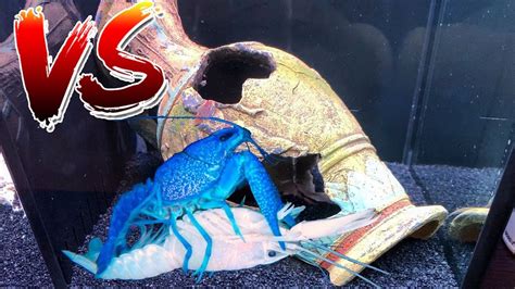 WHITE LOBSTER VS BLUE LOBSTER! BATTLE BREEDING For COLORFUL Crawfish BABIES! - YouTube