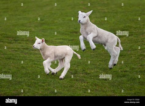 Spring Lambs playing in meadow at Easter time Stock Photo - Alamy