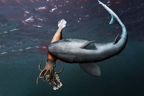Fossil shows a shark eating a proto-squid as it ate a crustacean | New Scientist