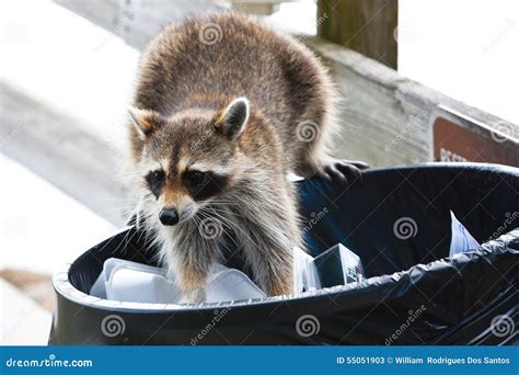 Racoon stock image. Image of trash, inobody, animal, away - 55051903