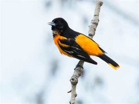 Baltimore Oriole Migration: A Complete Guide | Birdfact