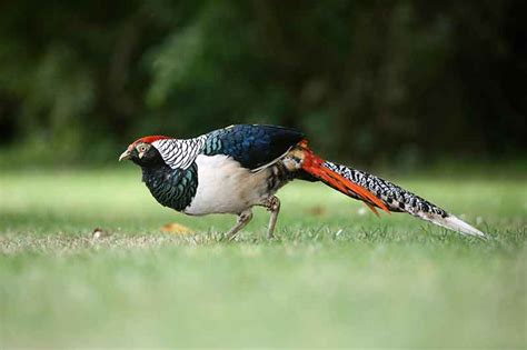 Lady Amherst’s Pheasant | Bird Spot