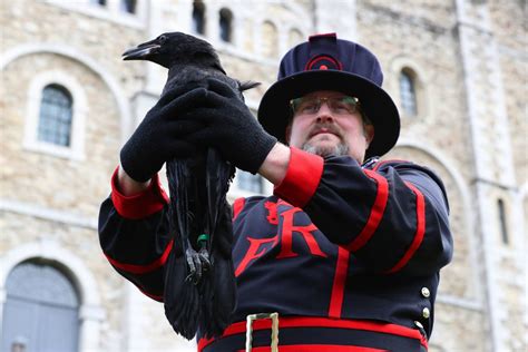 The Tower of London ravens have been locked down so they don’t get avian flu