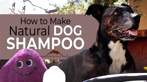 How to Make Natural Dog Shampoo - YouTube