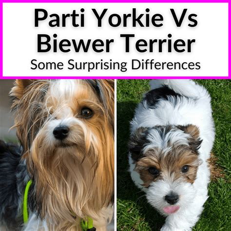 Parti Yorkie Vs Biewer (Surprising Differences)