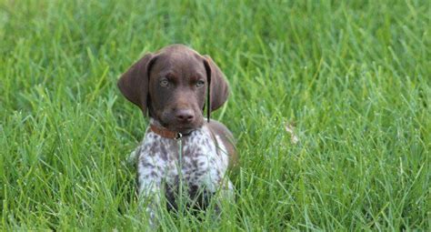 6 First Year Steps for Training a Hunting Dog | Easiest dogs to train, Hunting dogs, Dog training