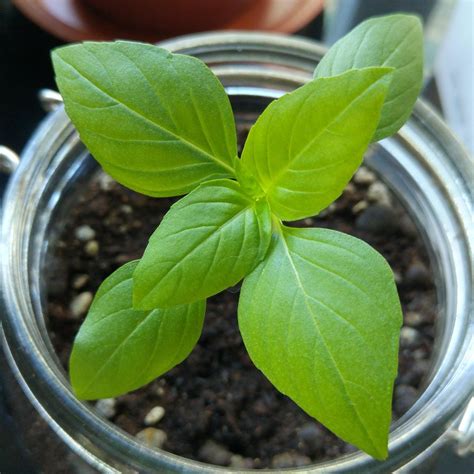 Growing Thai Basil - Sowing Good