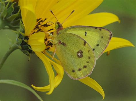 Clouded Sulphur — wisconsinbutterflies.org