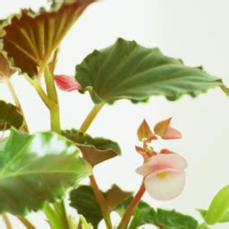 Types Of Begonias Indoor? Indoor Begonias: A Guide to the Most Popular Varieties • The Indoor ...