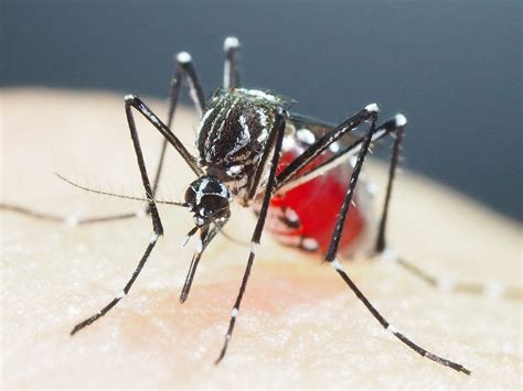 Nyamuk Aedes semakin 'kebal' | Harian Metro