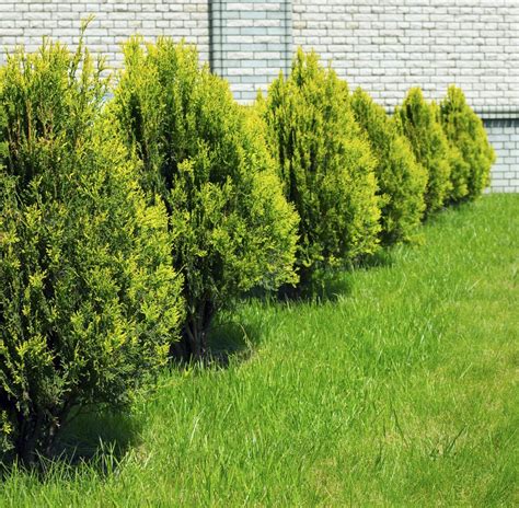 Rejuvenating A Cypress Tree - Tips On Pruning Cypress Trees | Gardening Know How