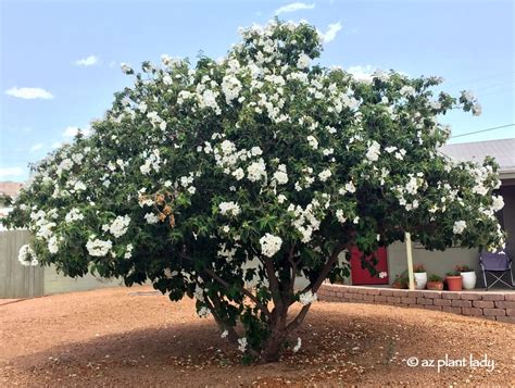 Gardenia Bush Texas