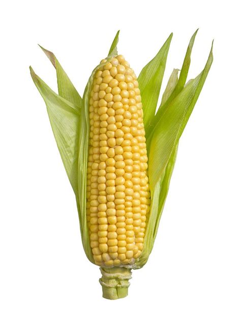 Isolated ear corn | Vegetables photography, Ears of corn, Vegetable pictures