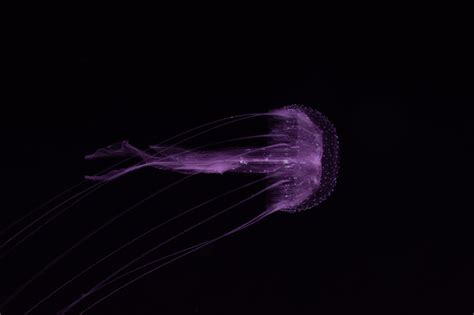 mauve stinger in the depths | Backcountry Gallery Photography Forums