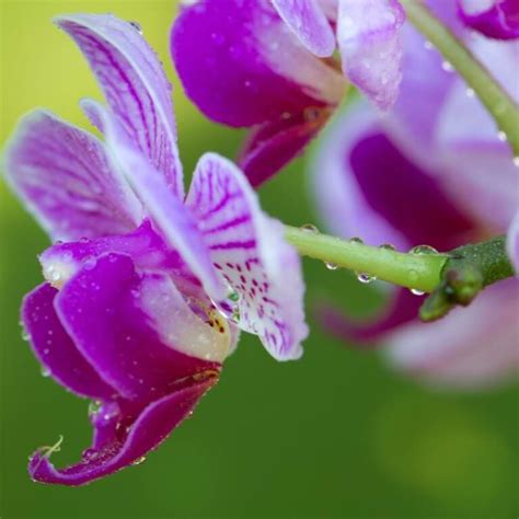 The Pros and Cons of Watering Orchids with Ice Cubes