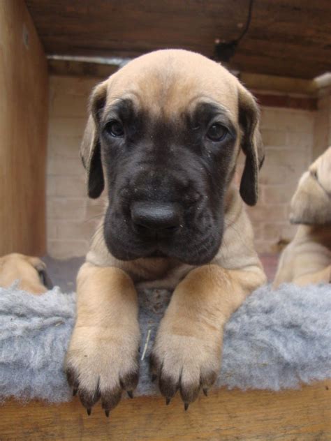 Fawn Great Dane Puppy Face … | Dane puppies, Great dane puppy, Great dane dogs