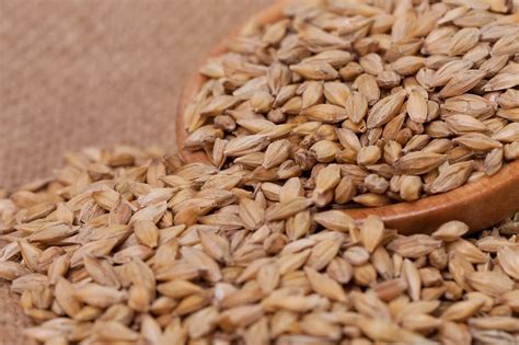 How To Make Barley Malt Syrup? — Farm & Animals