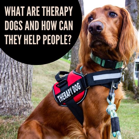 Therapy Dogs: How They Provide a Helping Paw - PetHelpful