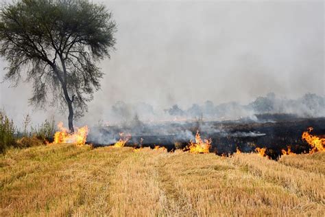 Community-based solutions needed for stubble burning - The Statesman