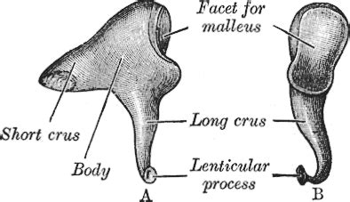 Incus Anatomy - Anatomy Book