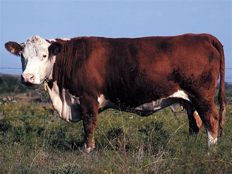 Polled Hereford | breed of cattle | Britannica