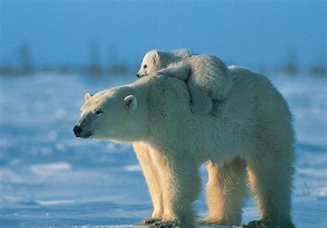 Polar Bear Family Wallpapers - Wallpaper Cave