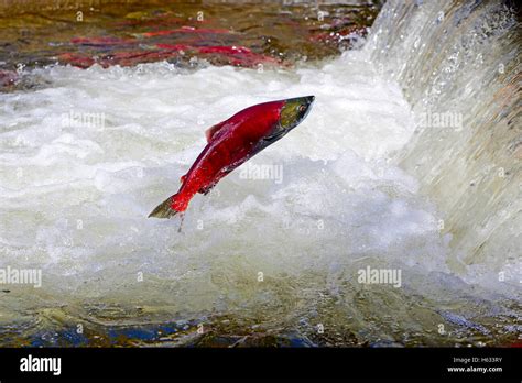 Sockeye Salmon jumping over waterfall during migration to spawning grounds Stock Photo - Alamy