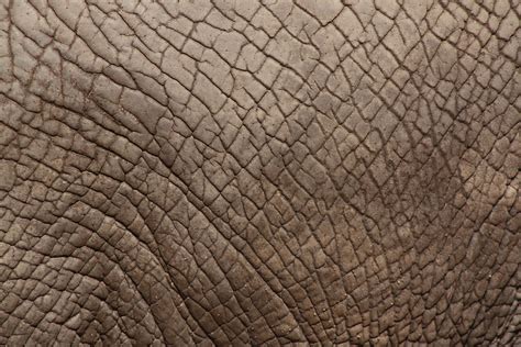 Elephant Skin Free Photo Download | FreeImages