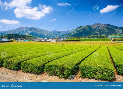 Tea Plantation stock photo. Image of inaka, leaves, landscape - 50763388